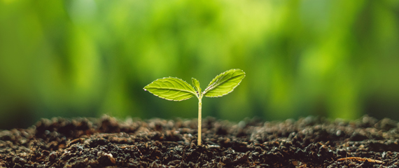 Piantina nel terreno