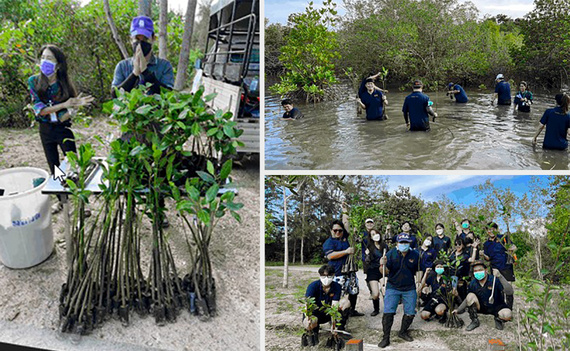 Campagna di riforestazione delle mangrovie in Thailandia
