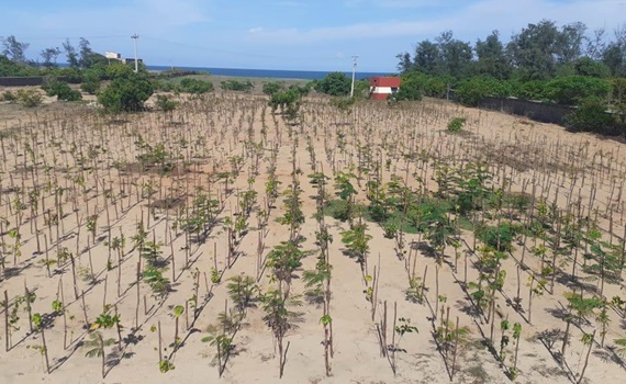 3.000 alberi piantati a Mahabalipuram, Tamil Nadu