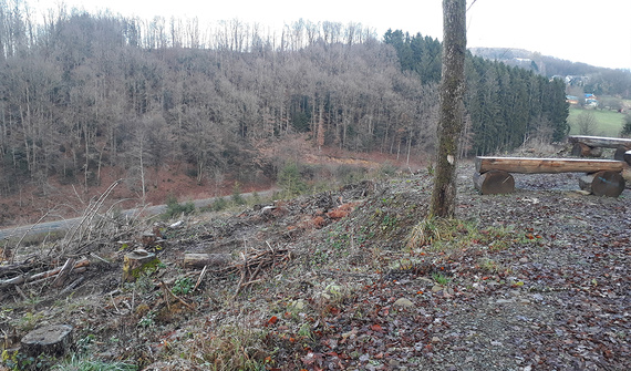 Area destinata alla futura riforestazione nel bosco comunale di Lindlar
